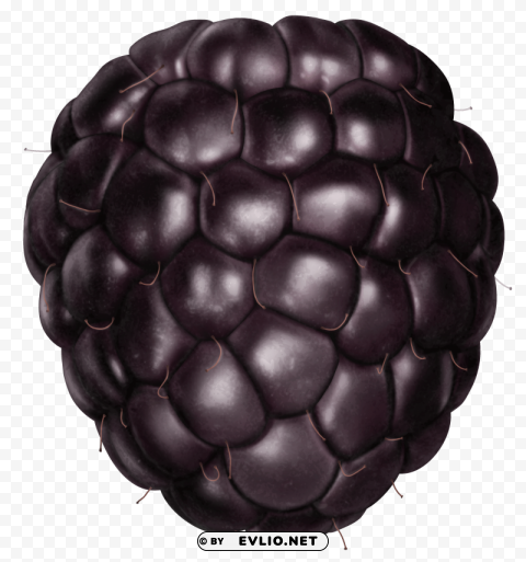 blackberry Transparent PNG Object Isolation