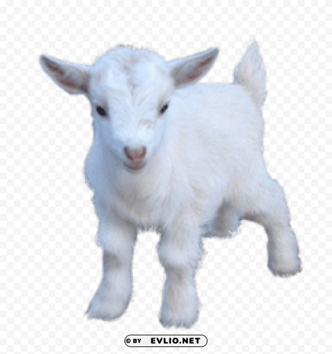 goat Free PNG images with transparent layers diverse compilation