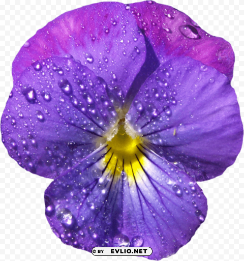 violet flower with dew PNG images with transparent elements