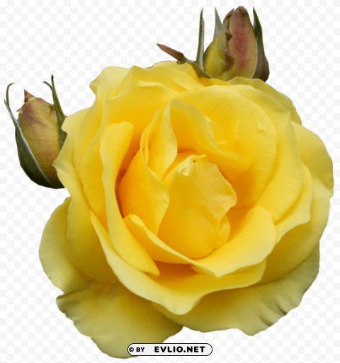 yellow rose Isolated Icon on Transparent Background PNG