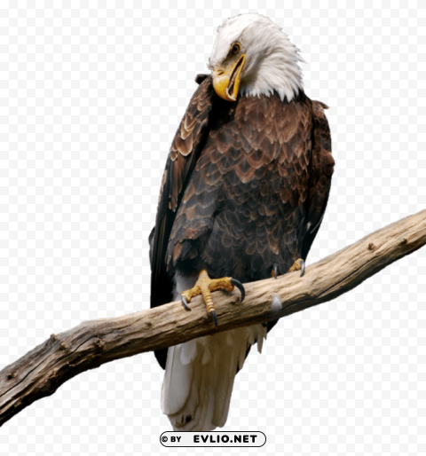 eagle on branch HighQuality Transparent PNG Isolated Element Detail