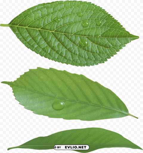 PNG image of green leaves Transparent image with a clear background - Image ID 6fa06228