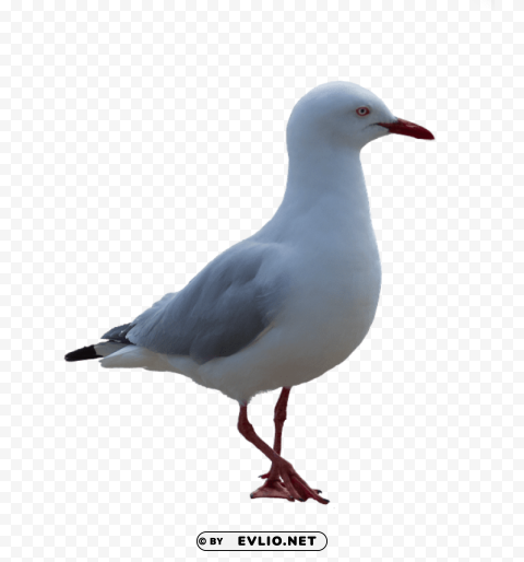 gull PNG with no background diverse variety