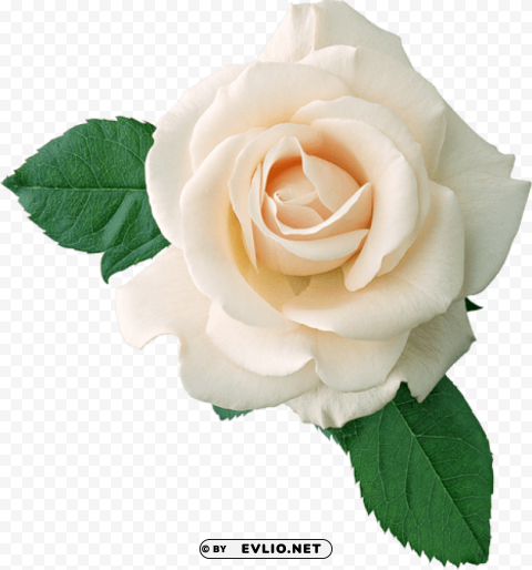 real white rose PNG images with alpha background