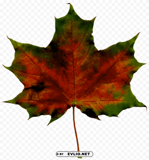 red fall leaf Isolated Subject with Clear PNG Background