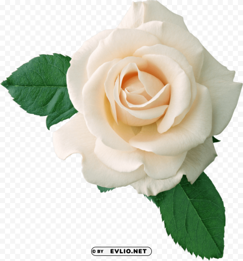PNG image of white roses PNG file with alpha with a clear background - Image ID af1081d2
