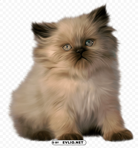 cute little kitty Isolated PNG on Transparent Background