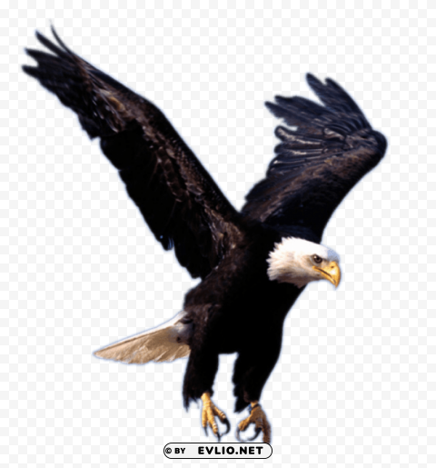 eagle landing Isolated Illustration in HighQuality Transparent PNG