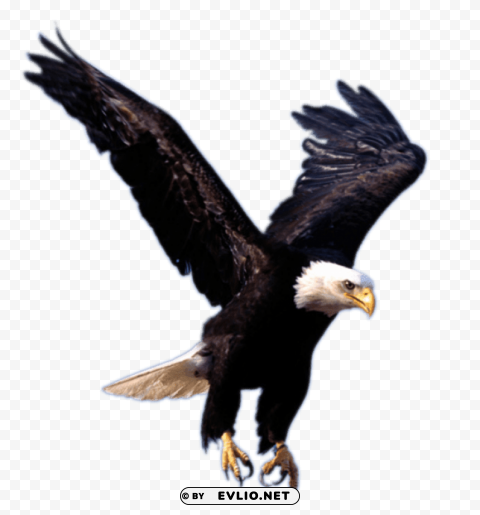 Eagle Landing Isolated Illustration In HighQuality Transparent PNG