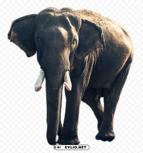 elephant old PNG for digital design