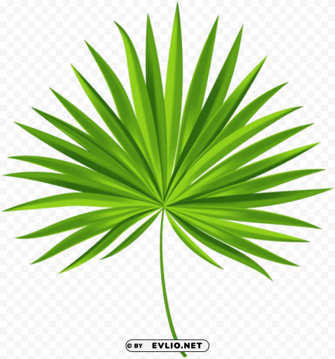 exotic palm leaf PNG files with transparent elements wide collection
