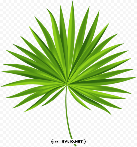 exotic palm leaf PNG files with transparent elements wide collection clipart png photo - a763d8b9