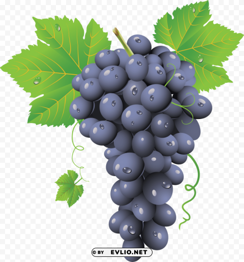 grapes PNG images with transparent elements pack