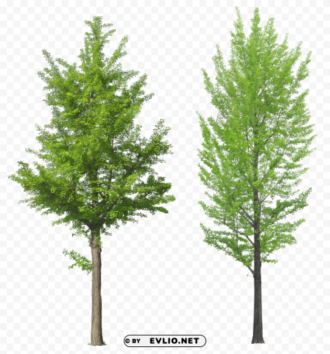 tree PNG images with no limitations