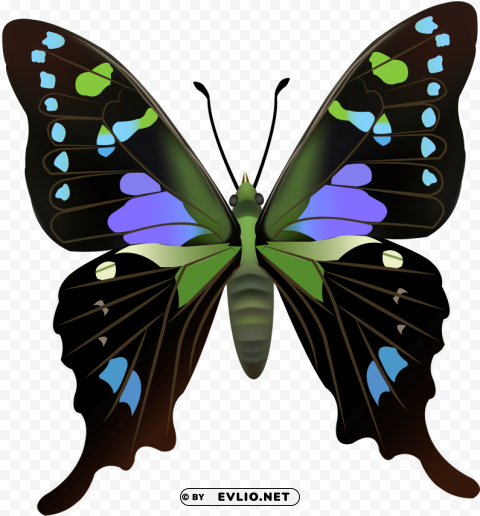 butterfly PNG Graphic Isolated with Clear Background clipart png photo - 05e081e4