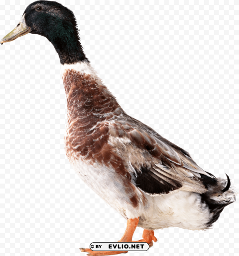 duck PNG graphics with clear alpha channel broad selection