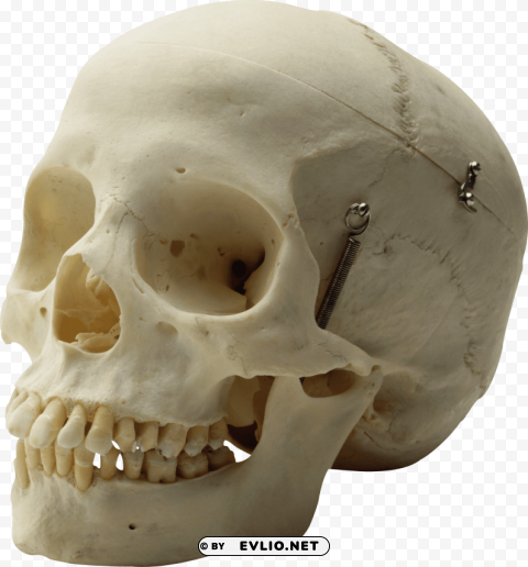 skull Transparent PNG Graphic with Isolated Object