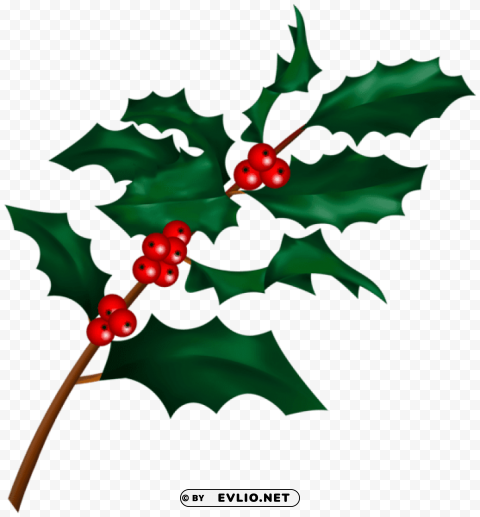 christmas holly mistletoe branch Transparent PNG images free download