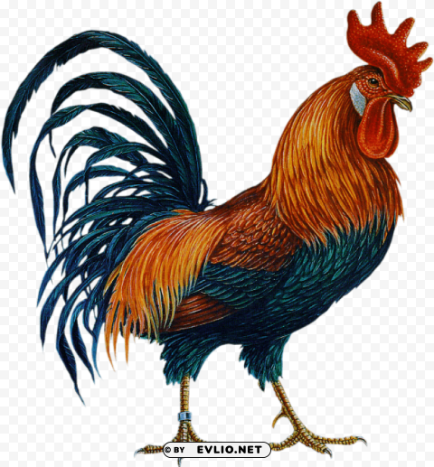cock Free PNG images with alpha transparency comprehensive compilation