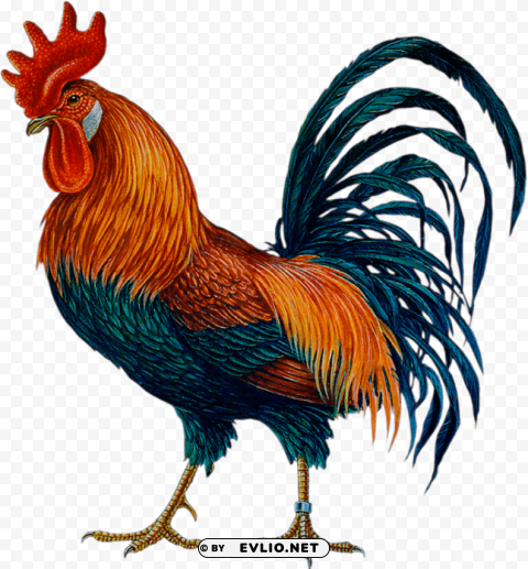cock High-quality PNG images with transparency png images background - Image ID e3c72901