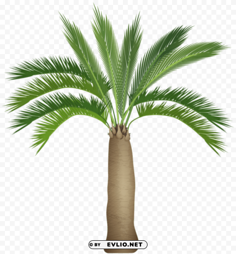 palm tree Transparent PNG image