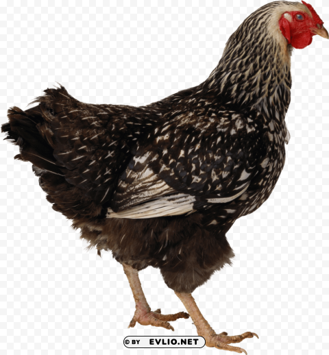 chicken PNG Graphic with Transparency Isolation
