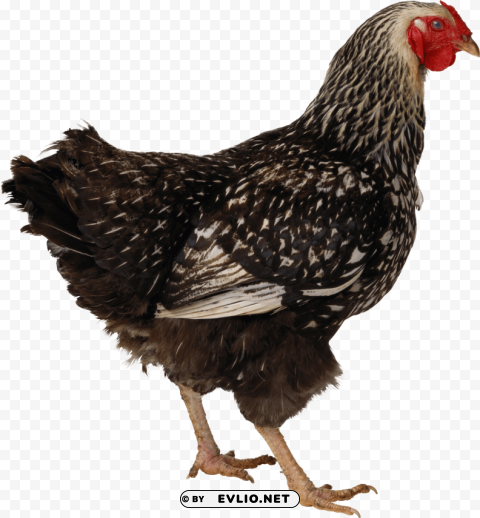 Chicken PNG Graphic With Transparency Isolation