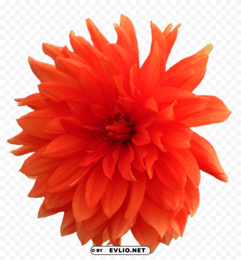 PNG image of dahlia pic PNG icons with transparency with a clear background - Image ID a0a4919f