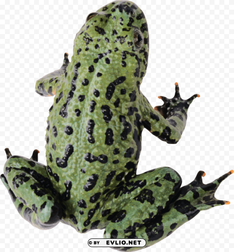 frog Isolated Object with Transparent Background in PNG