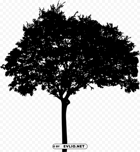 Tree Silhouette Transparent Background PNG Photos