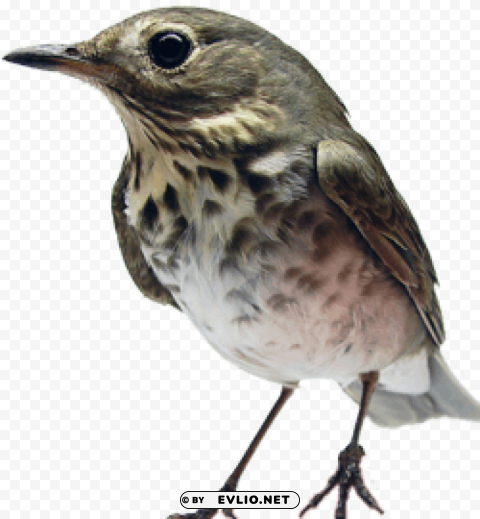 birds PNG files with no background assortment