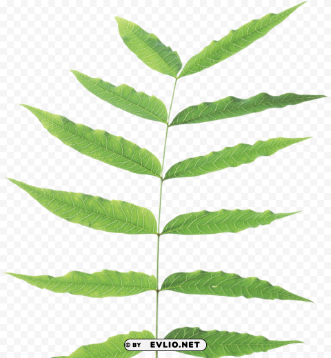 PNG image of green leaves Isolated Subject with Clear PNG Background with a clear background - Image ID feea0992