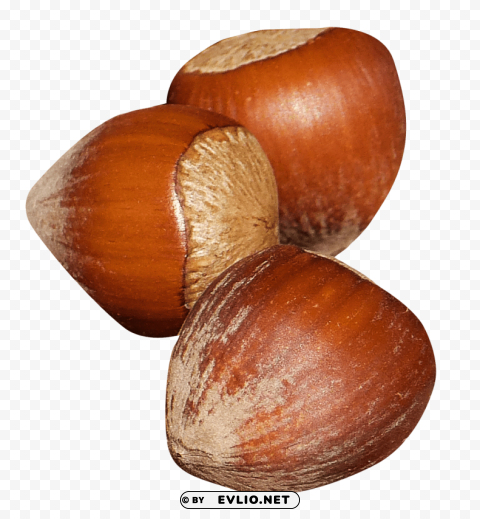 hazelnut PNG images with clear alpha channel