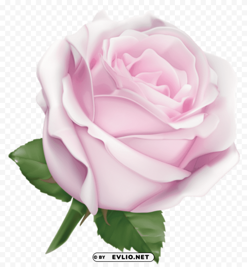 large soft pink rose Transparent Background Isolated PNG Illustration