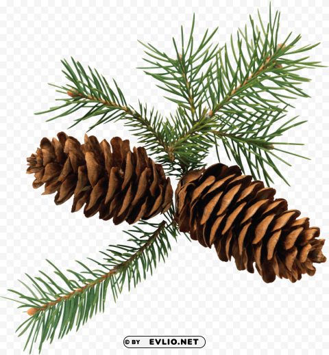 pine cone Transparent PNG Isolated Graphic with Clarity