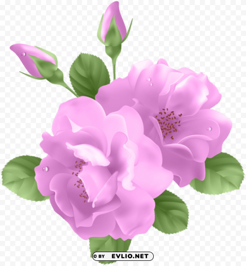 pink roses PNG with no registration needed