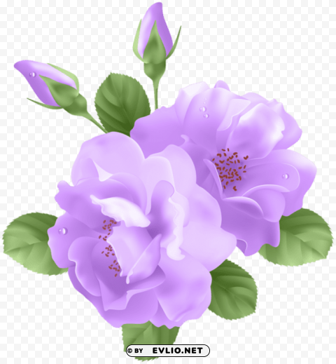 Purple Roses PNG With No Background Required