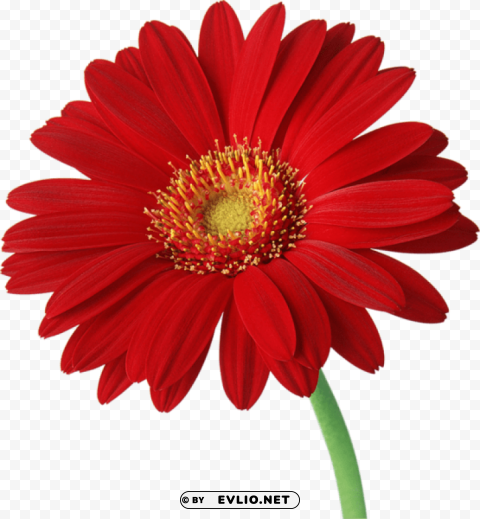 PNG image of red gerber daisy with stem PNG images with clear backgrounds with a clear background - Image ID 9925e34c