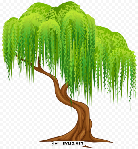 willow tree transparent PNG images with no background comprehensive set