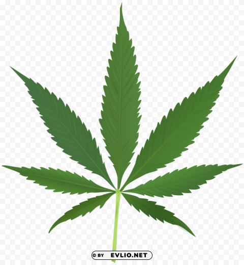 cannabis PNG images without restrictions