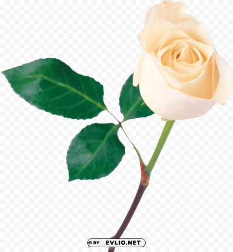 white roses Isolated Subject on Clear Background PNG