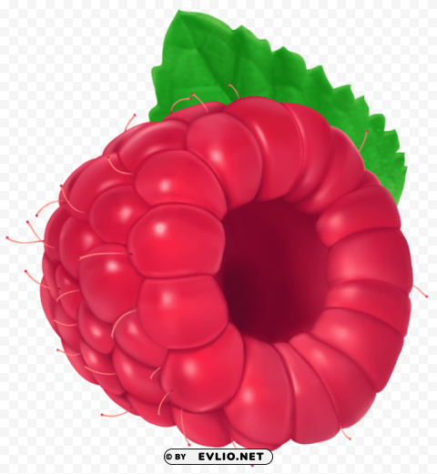 raspberry PNG images with transparent elements pack