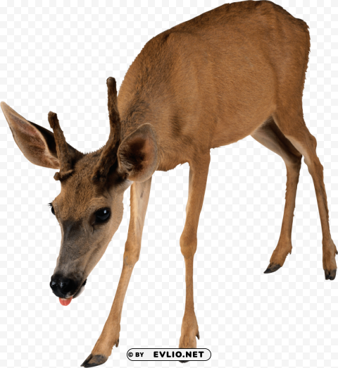 brown deer standing Isolated Item with Transparent PNG Background