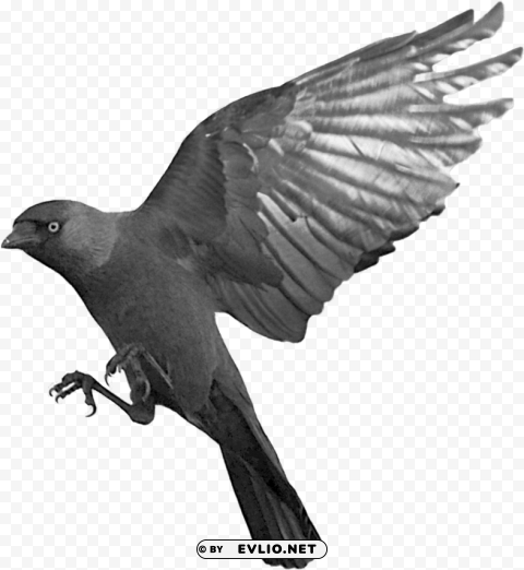 crow flying background Transparent PNG Object Isolation PNG transparent with Clear Background ID f344ca32