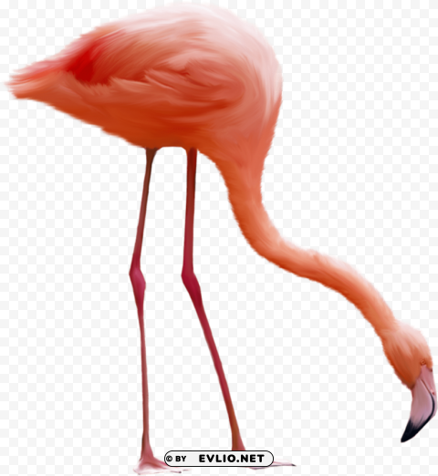 flamingo Free download PNG with alpha channel extensive images