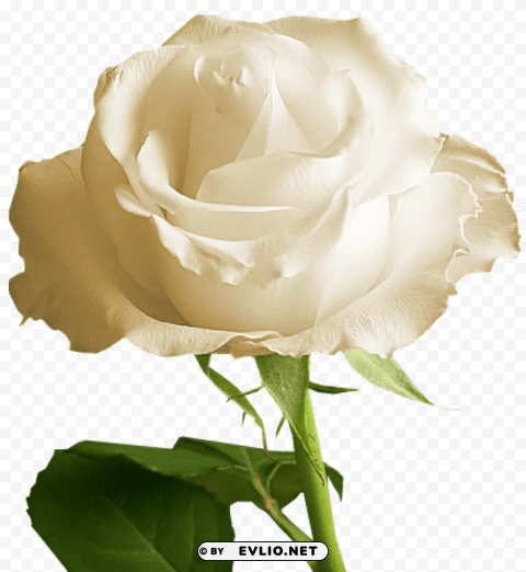  white rose Isolated Design Element in Clear Transparent PNG