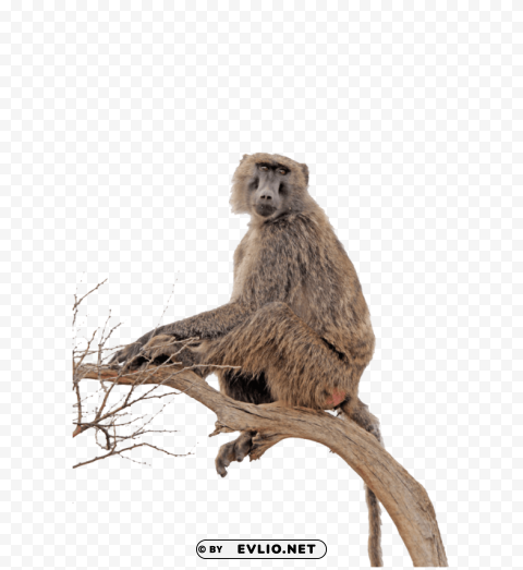 baboon free s Transparent Background PNG Isolated Illustration