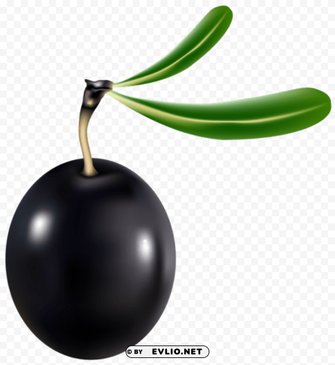 black olive Isolated Element in HighResolution Transparent PNG