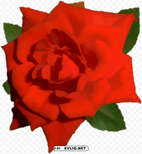 bright red rose PNG transparent stock images PNG transparent with Clear Background ID 30e2800c