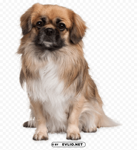 dog No-background PNGs png images background - Image ID 907cbfe3
